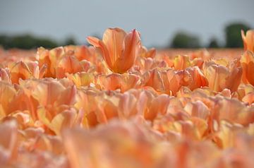 Tulpen van Corinna Vollertsen