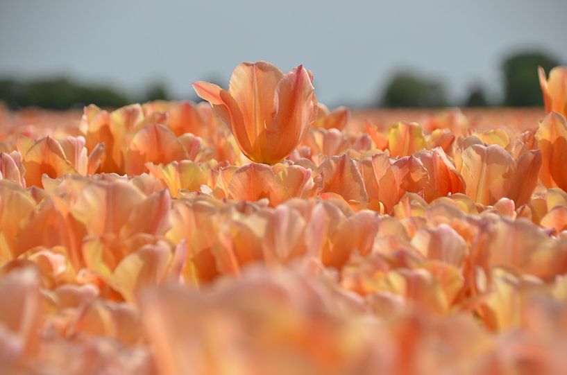 Tulips by Corinna Vollertsen