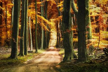 Autumn forest van Elly Besselink