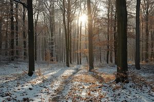 Magisches Licht im Winterwald