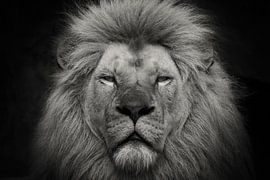 Close up Lion in black and white by Dennis Schaefer