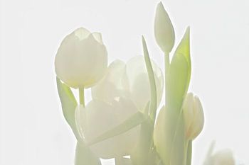 Weiße Tulpen