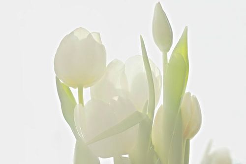 Witte tulpen