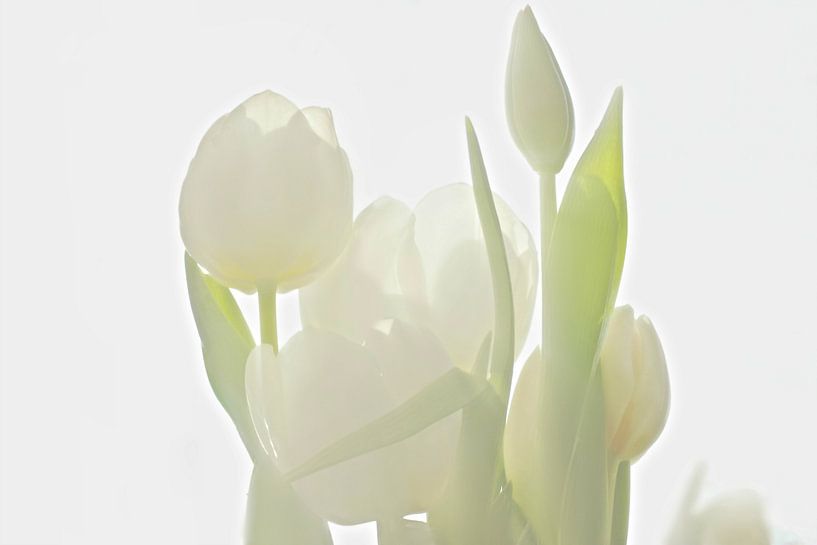 Witte tulpen van Marianna Pobedimova