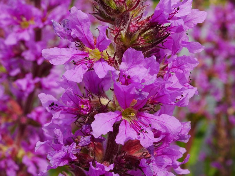 Rohrkolben. von Wim vd Neut