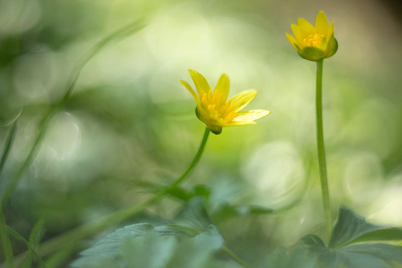Weaning by Anita Kram
