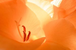 Binnenkant van een oranje bloem