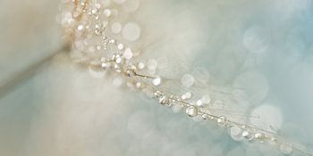 Panorama-Pastellabstraktion: Wassertropfen auf spinnwebartigem Flaum