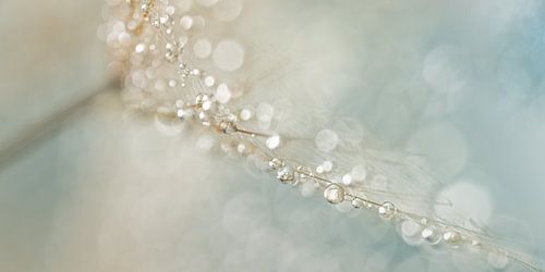 Panorama pastelkleurige abstractie: Waterdruppeltjes aan een spinnenwebachtig pluisje