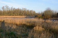 Rietkraag in de Biesbosch.