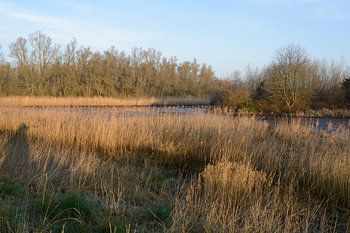 Rietkraag in de Biesbosch.