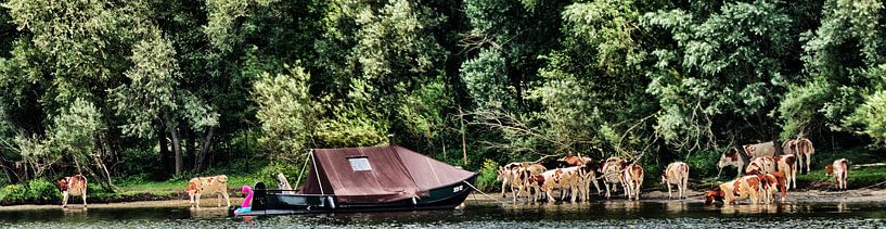 With the cows on holiday! by Jessica Berendsen