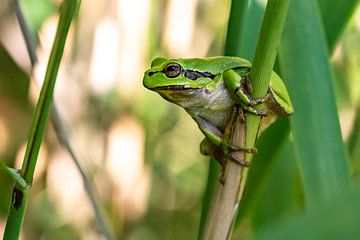 The little tree frog seeks out the sun. by Els Oomis