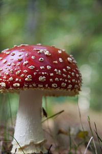 Op een rode paddenstoel... sur Marco de Groot