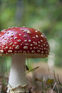 Op een rode paddenstoel...