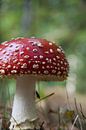 Op een rode paddenstoel... van Marco de Groot thumbnail