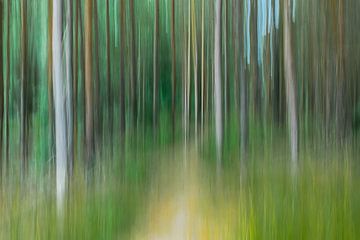 fairytale forest II by Caroline Drijber