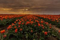 Tulpen in Nederland