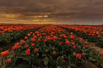 Tulpen in Nederland