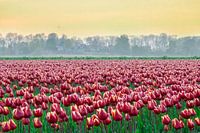 The sea of tulips at Schokland