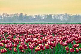 La mer de tulipes à Schokland sur Jan Willem Oldenbeuving