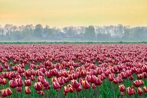 De zee van tulpen bij Schokland