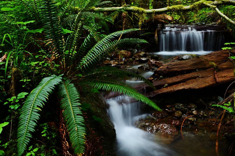 Olympic national forest by Walljar