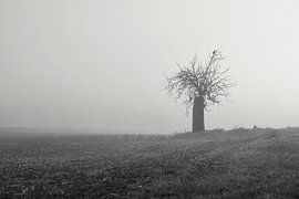 Wächter im Nebel