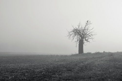 Wächter im Nebel
