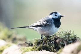 Wagtail by Merijn Loch