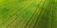 Struktur eines Feldes – Natur in Symmetrie