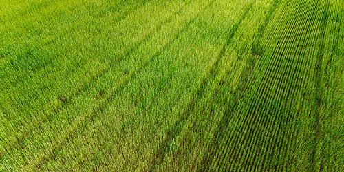 Structuur van een veld - Natuur in symmetrie