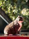 Kat by Paul Glastra Photography thumbnail