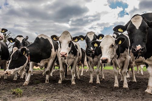 Nieuwsgierige koeien