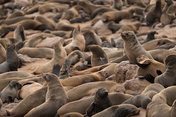Kolonie von Pelzrobben