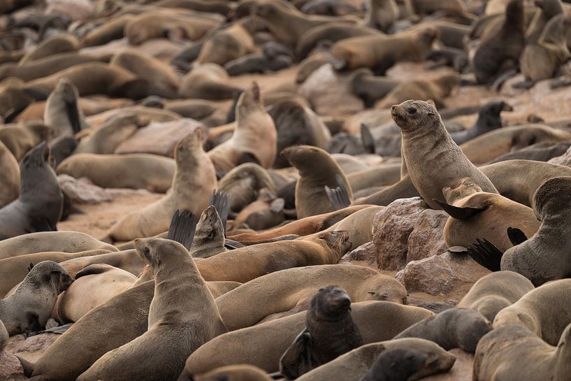 Colony of Fur Seals by Jeroen Zelle