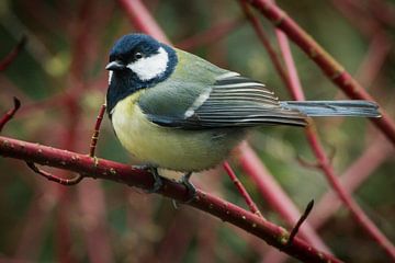 great tit