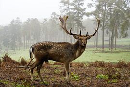 An impressive stag in the morning mist by HGU Foto