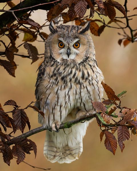 Waldohreule in Herbstfarben von HB Photography