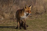 Een vos genietend van de lente zon van Wesley Klijnstra thumbnail