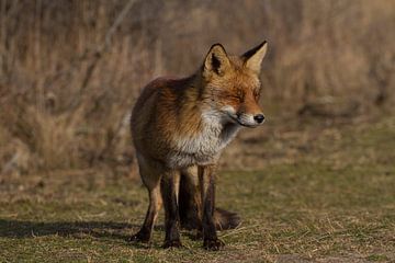 Een vos genietend van de lente zon sur Wesley Klijnstra