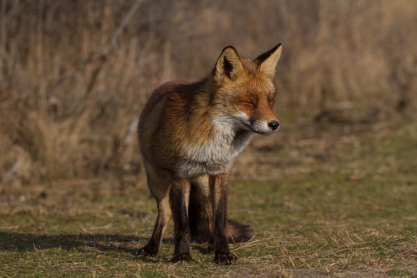 Een vos genietend van de lente zon van Wesley Klijnstra