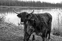 Calf of Scottish Highlander drinks from its mother