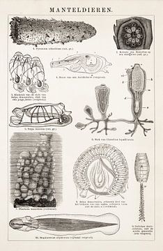 Antieke educatieve plaat met manteldieren van Studio Wunderkammer