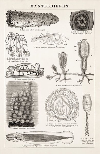 Assiette éducative ancienne avec animaux de manteau par Studio Wunderkammer
