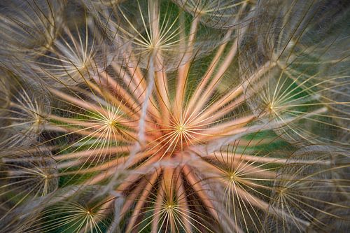 Blaasbloem van Esther's Photos