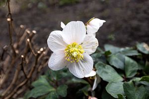 Die ersten Blumen im emsländischen Garten
