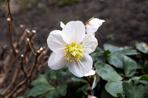 Die ersten Blumen im emsländischen Garten von Bianca Meyering Fotos - BMF