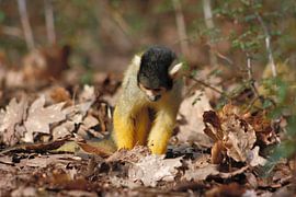 doodshoofdaapje by Ruud Nieterau