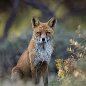 The most beautiful fox in the dunes